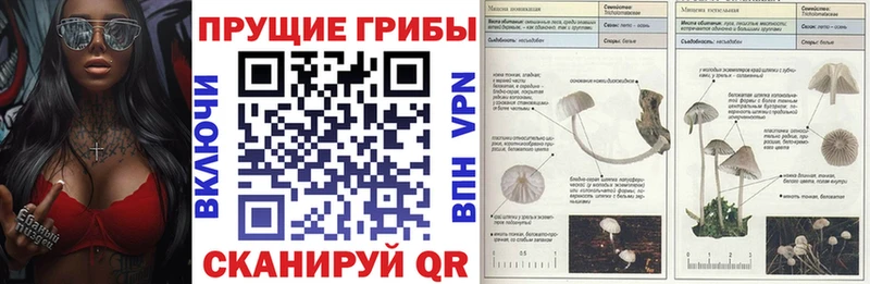 Псилоцибиновые грибы Psilocybe  Людиново 